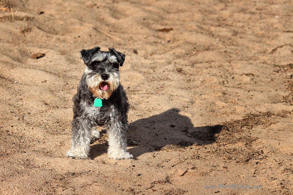 Bella on beach