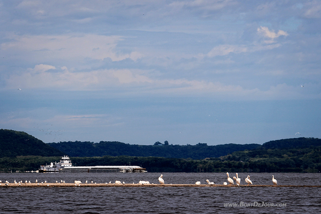 Barge and pelicans