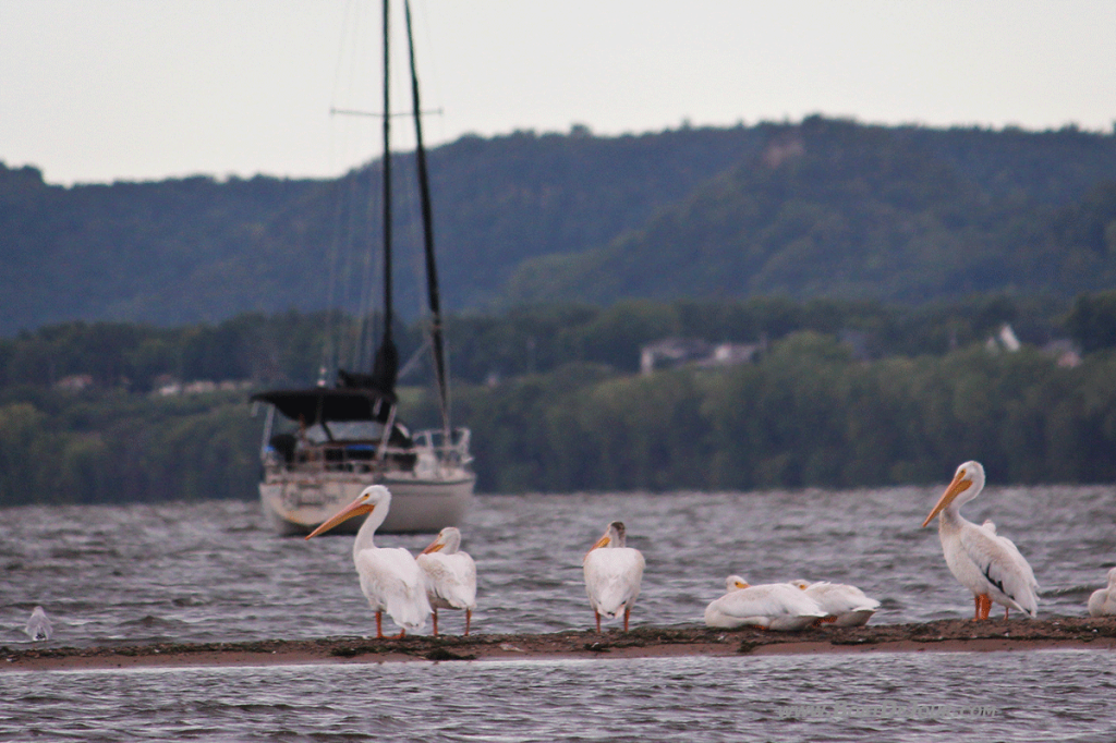 Pelicans and sailboat